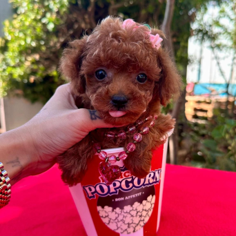 Toy Poodle